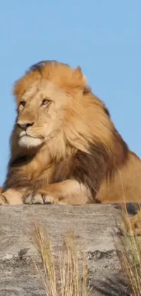 Sky Masai Lion Lion Live Wallpaper