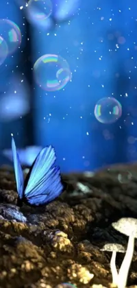 This beautiful phone live wallpaper portrays a blue butterfly resting on a pile of dirt, surrounded by ethereal and surreal rainbow bubbles