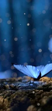 This phone live wallpaper depicts a charming blue butterfly that sits atop of a rock, surrounded by particles of light