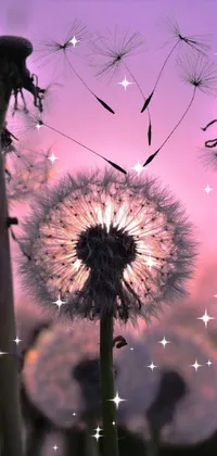 The Dandelion Field phone live wallpaper features a precisionist macro photograph of dandelions against a purple sunset backdrop