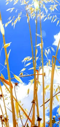This phone live wallpaper features digital art depicting tall golden grass swaying gently in the wind against a blue sky