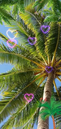 palm tree Live Wallpaper