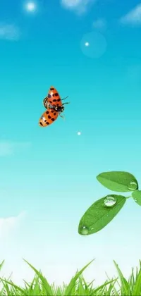 Sky Plant Insect Live Wallpaper