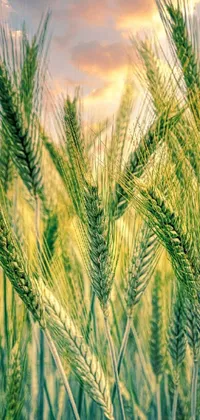 Sky Plant Khorasan Wheat Live Wallpaper