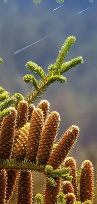 Sky Plant Nature Live Wallpaper