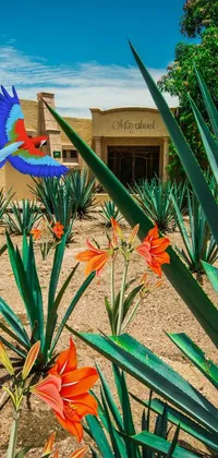 Transform your phone into a view of paradise with this live wallpaper featuring a picturesque house amidst a tranquil row of blue agave plants