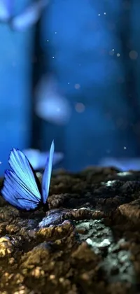 Immerse yourself in the enchanting beauty of a mystical forest with this blue butterfly phone live wallpaper