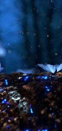 Spruce up your phone's background with this stunning live wallpaper featuring a group of butterflies perched on a textured rock