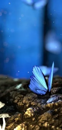This live wallpaper showcases a stunning macro photograph of a beautiful blue butterfly resting on a mushroom, creating an incredible digital art design