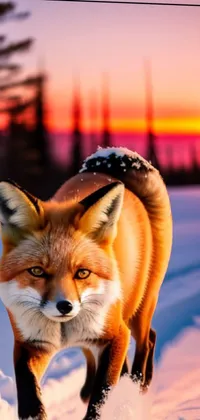 Sky Red Fox Snow Live Wallpaper
