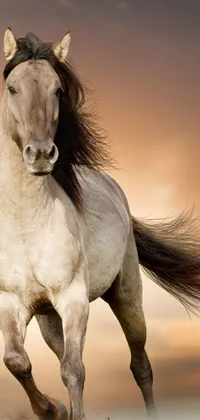 A stunning live wallpaper featuring a white horse galloping through a grassy field at sunset