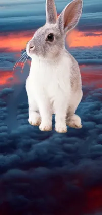 Sky Snout Whiskers Live Wallpaper