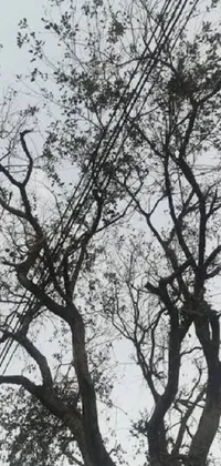 Sky Tree Twig Live Wallpaper