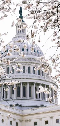 This phone live wallpaper features a stunning view of a large white building with a clock on top, accompanied by a beautiful picture of white blossoms