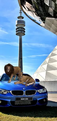 This stunning live phone wallpaper features a realistic image of a lion standing on top of a blue BMW car, surrounded by towering buildings and a blue sky