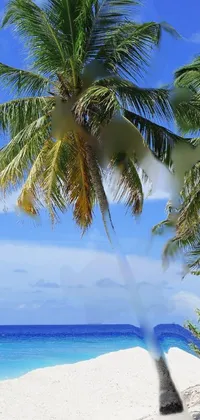 Palm trees. Live Wallpaper