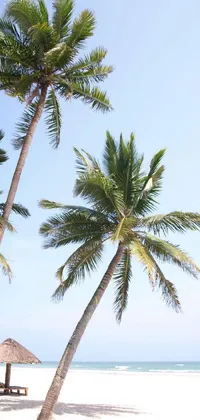 This phone live wallpaper features tall green palm trees swaying peacefully on a sandy beach