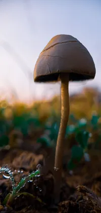 This phone live wallpaper showcases a captivating macro photograph of a mushroom sitting in soil