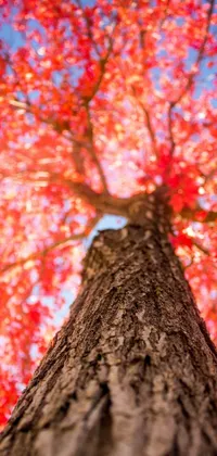 This live phone wallpaper features a tall tree with red leaves set against a stunning blue sky