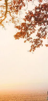 Immerse yourself in a tranquil and serene atmosphere with this stunning live wallpaper! Capture the beauty of nature on your phone with Karl Buesgen's fine artwork of a bench under a tree on a foggy day, in a captivating yellow and orange color scheme