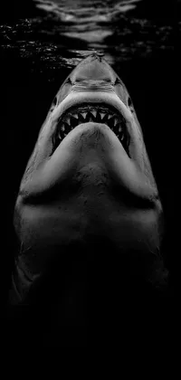 This dark and thrilling live wallpaper features an awe-inspiring black and white photo of a shark in the water, emphasizing its surreal and terrifying face