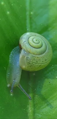 Snail Botany Leaf Live Wallpaper