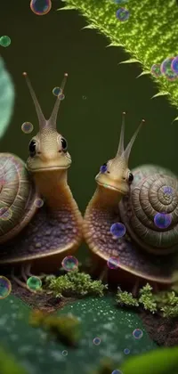 Snail Botany Organism Live Wallpaper