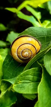 Snail Botany Terrestrial Plant Live Wallpaper