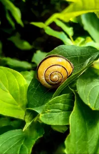 Snail Leaf Natural Environment Live Wallpaper