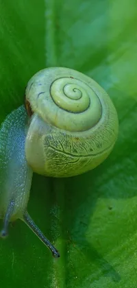 Snail Leaf Plant Live Wallpaper