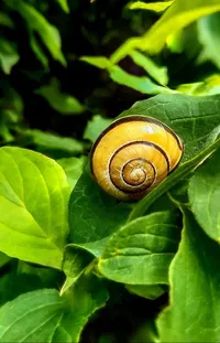 Snail Leaf Terrestrial Plant Live Wallpaper