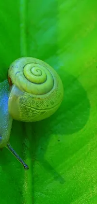 Snail Plant Organism Live Wallpaper