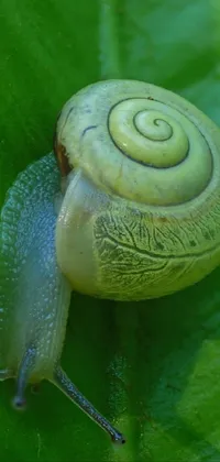 Snail Terrestrial Plant Grass Live Wallpaper
