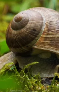 Snail Wood Plant Live Wallpaper