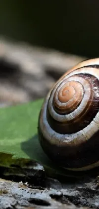 Snail Wood Shell Live Wallpaper
