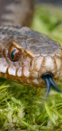 Snake Crocodile Vertebrate Live Wallpaper