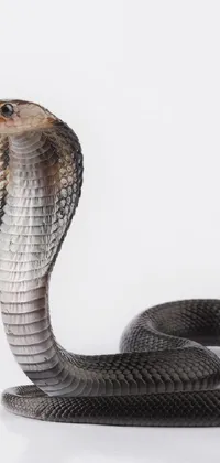 Snake King Cobra Reptile Live Wallpaper