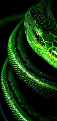 Snake Liquid Reptile Live Wallpaper