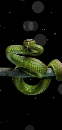 This phone live wallpaper showcases a detailed close-up of a snake on a branch