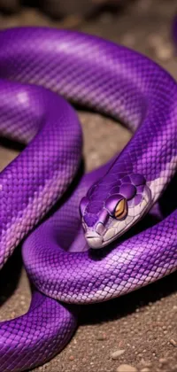 Snake Purple Scaled Reptile Live Wallpaper