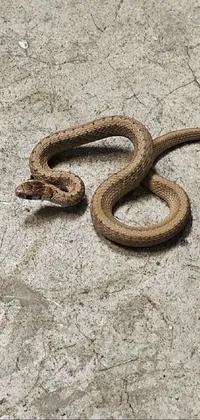 Snake Reptile Garter Snake Live Wallpaper
