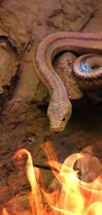 Snake Reptile Organism Live Wallpaper