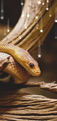 Snake Reptile Organism Live Wallpaper