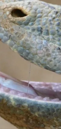 This phone live wallpaper showcases an up-close image of a blue-scaled snake with white spots as it opens its mouth, displaying its sharp fangs