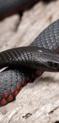Snake Reptile Scaled Reptile Live Wallpaper