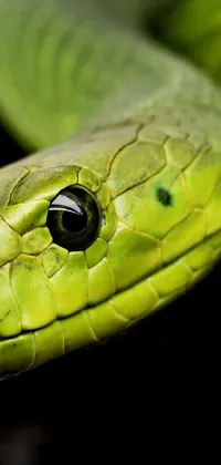 Snake Reptile Terrestrial Plant Live Wallpaper