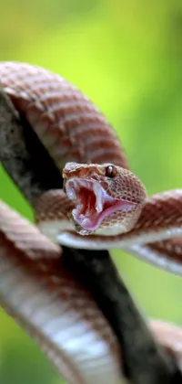 Snake Reptile Terrestrial Plant Live Wallpaper