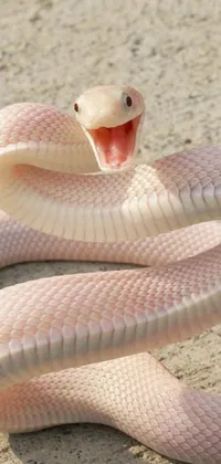 Snake Scaled Reptile Reptile Live Wallpaper