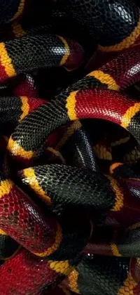 Snake Terrestrial Animal Scaled Reptile Live Wallpaper