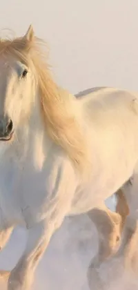 This stunning live phone wallpaper features a beautiful white horse, running through a wintery landscape with stunning detail